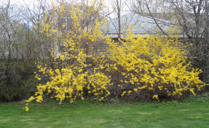 Forsythia and Offspring